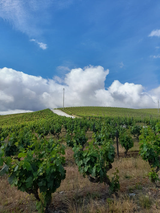 Climate Change Tasting