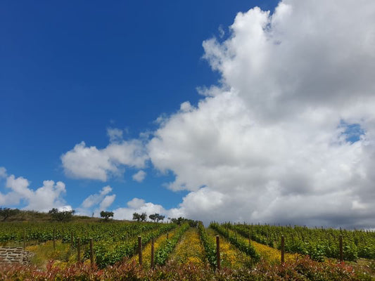 Portuguese Wine Tasting