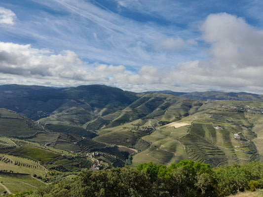 Portuguese Wine Tasting