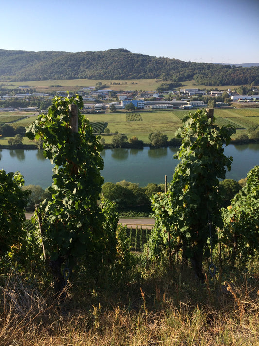Riesling tasting - Thursday 20th August