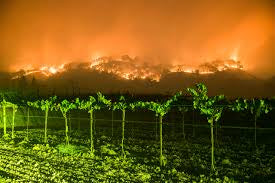 Climate Change and The Future Of Wine: Part Two