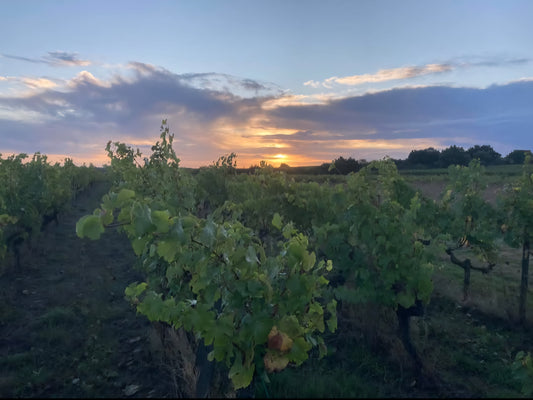 Loire Valley Wine Tasting