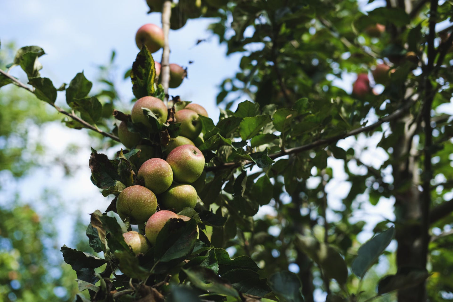 Cider tasting at Little Fitzroy - Thursday 20th March