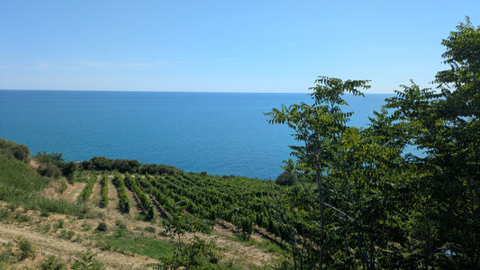 Hidden Gems Of Italy Tasting