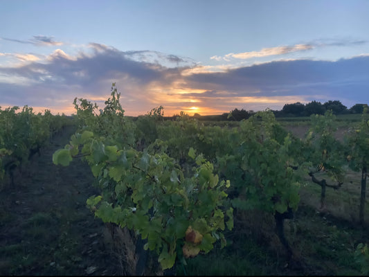 Loire Valley Wine Tasting - Thursday 11th of September - Little Fitzroy